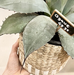 Agave plant decoratie lifestyle